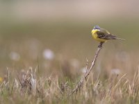 Motacilla flava 60, Gele kwikstaart, Saxifraga-Mark Zekhuis