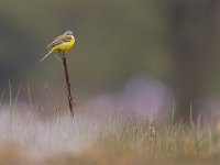 Motacilla flava 61, Gele kwikstaart, Saxifraga-Mark Zekhuis