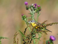 Motacilla flava 62, Gele kwikstaart, Saxifraga-Hans Dekker