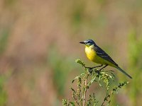 Motacilla flava 64, Gele kwikstaart, Saxifraga-Hans Dekker