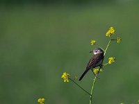 Motacilla flava 66, Gele kwikstaart, Saxifraga-Hans Dekker