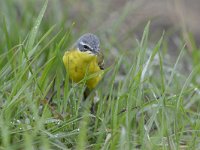 Motacilla flava 87, Gele kwikstaart, Saxifraga-Tom Heijnen