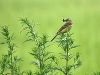 Motacilla flava 88, Gele kwikstaart, Saxifraga-Tom Heijnen