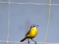 Motacilla flava 93, Gele kwikstaart, Saxifraga-Bart Vastenhouw