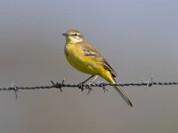 Motacilla flava flavissima 97, Engelse kwikstaart, Saxifraga-Luc Hoogenstein