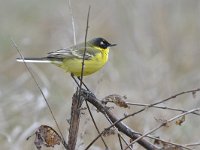 Motacilla flava ssp feldegg 83, Balkankwikstaart, Saxifraga-Tom Heijnen