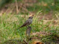 Muscicapa striata 12, Grauwe vliegenvanger, Saxifraga-Luuk Vermeer