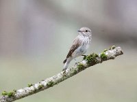 Muscicapa striata 18, Grauwe vliegenvanger, Saxifraga-Luuk Vermeer