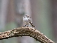 Muscicapa striata 34, Grauwe vliegenvanger, Saxifraga-Luuk Vermeer