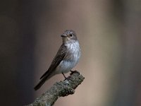 Muscicapa striata 38, Grauwe vliegenvanger, Saxifraga-Luuk Vermeer