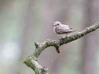 Muscicapa striata 64, Grauwe vliegenvanger, Saxifraga-Luuk Vermeer