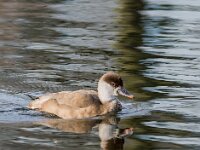 Netta rufina 48, Krooneend, adult, female, Saxifraga-Theo Verstrael