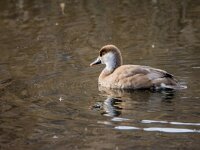 Netta rufina 50, Krooneend, adult, female, Saxifraga-Theo Verstrael