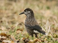 Nucifraga caryocatactes 58, Notenkraker, adult, Saxifraga-Theo Verstrael