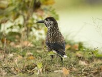 Nucifraga caryocatactes 59, Notenkraker, adult, Saxifraga-Theo Verstrael