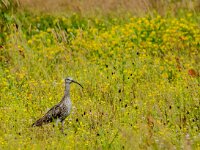 Numenius arquata 100, Wulp, adult, Saxifraga-Theo Verstrael