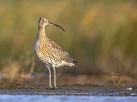 Numenius arquata 101, Wulp, Saxifraga-Rudmer Zwerver  Eurasian curlew or common curlew (Numenius arquata) : bird, curlew, stilt, wader