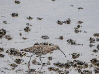 Numenius arquata 105, Wulp, adult, Saxifraga-Theo Verstrael