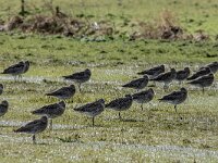 Numenius arquata 115, Wulp, adult, Saxifraga-Theo Verstrael