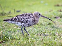 Numenius arquata 86, Wulp, Saxifraga-Bart Vastenhouw