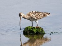 Numenius arquata 93, Wulp, Saxifraga-Bart Vastenhouw