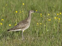 Numenius phaeopus 14, Regenwulp, Saxifraga-Peter Stein