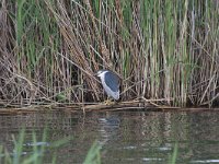 Nycticorax nycticorax 32, Kwak, Saxifraga-Dirk Hilbers