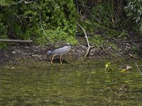 Nycticorax nycticorax 38, Kwak, Saxifraga-Jan Nijendijk