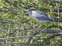 Nycticorax nycticorax 41, Kwak, Saxifraga-Tom Heijnen