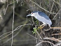 Nycticorax nycticorax 43, Kwak, Saxifraga-Tom Heijnen