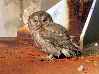 Otus scops, Scops-owl