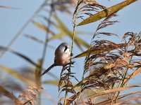 Panurus biarmicus 23, Baardman, Saxifragap-Luuk Vermeer