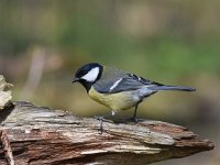 Parus major 100, Koolmees, Saxifraga-Luuk Vermeer