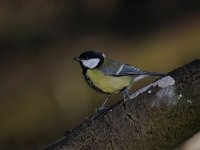 Parus major 117, Koolmees, Saxifraga-Luuk Vermeer