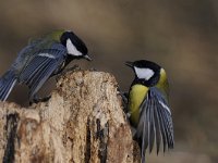 Parus major 119, Koolmees, Saxifraga-Luuk Vermeer