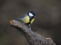 Parus major 124, Koolmees, Saxifraga-Luuk Vermeer