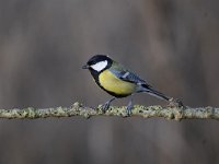 Parus major 138, Koolmees, Saxifraga-Luuk Vermeer