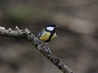 Parus major 145, Koolmees, Saxifraga-Luuk Vermeer