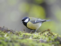 Parus major 149, Koolmees, Saxifraga-Luuk Vermeer