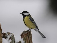 Parus major 158, Koolmees, Saxifraga-Luuk Vermeer