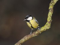 Parus major 162, Koolmees, Saxifraga-Luuk Vermeer