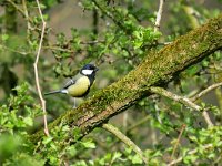 Parus major 175, Koolmees, Saxifraga-Tom Heijnen