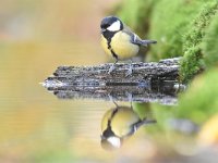 Parus major 64, Koolmees, Saxifraga-Luuk Vermeer