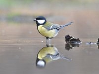 Parus major 66, Koolmees, Saxifraga-Luuk Vermeer