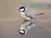 Parus major 69, Koolmees, Saxifraga-Luuk Vermeer