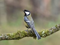 Parus major 71, Koolmees, Saxifraga-Luuk Vermeer