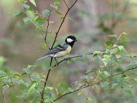 Parus major 72, Koolmees, Saxifraga-Luuk Vermeer