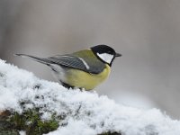 Parus major 85, Koolmees, Saxifraga-Luuk Vermeer