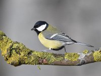 Parus major 99, Koolmees, Saxifraga-Luuk Vermeer