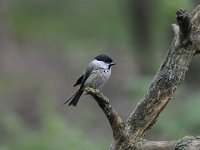 Parus palustris 21, Glanskop, Saxifraga-Luuk Vermeer